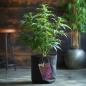 Preview: Grow Bucket Living Soil organic